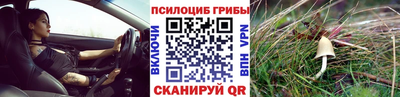где можно купить наркотик  Выборг  Псилоцибиновые грибы мицелий 